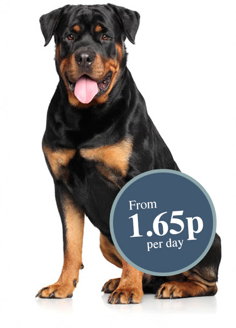 Large Dog (Fortnightly Delivery)