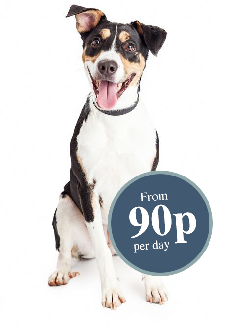 Medium Dog (Monthly Delivery)