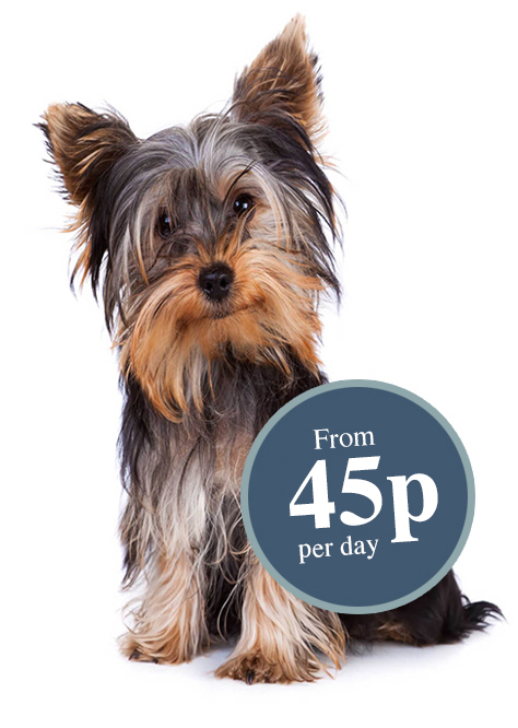 Small Dog (Bi monthly Delivery)