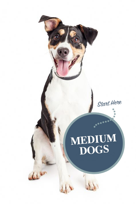 MEDIUM DOGS 2